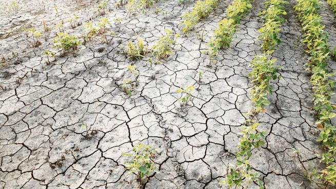  Malo: prevén aún menor cosecha de soja y maíz por la sequía
 