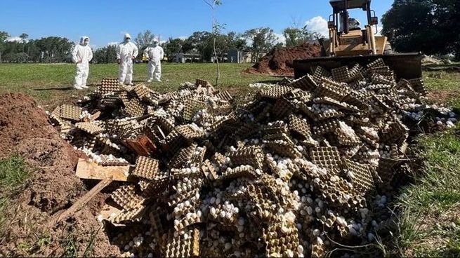  A pesar de dar negativo de gripe aviar, empresa avícola tiró a la basura 360.000 huevos 
 