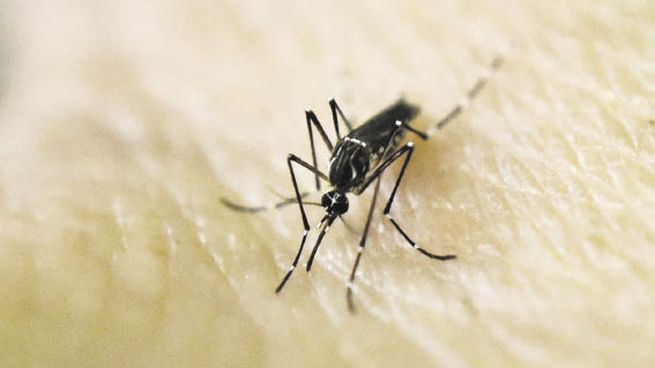  Advierten sobre el dengue tailandés, que contagia en tiempo récord
 