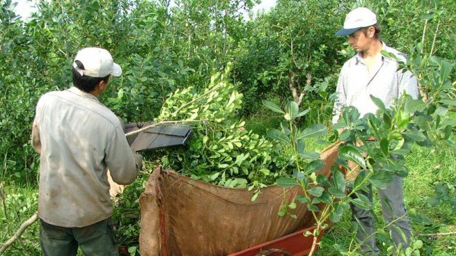  El precio de la hoja verde de yerba lo establecerá la Nación
 