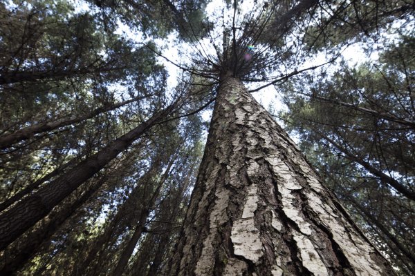 Bosques, energía, educación y bodegas: la diversificada inversión extranjera en fondos chilenos