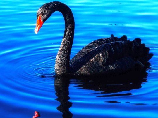  ¿Cuál será el siguiente cisne negro de 2023?
 