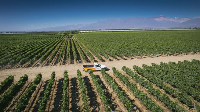  YPF Agro crece también en la nutrición para la vid
 