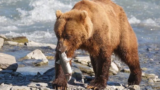  Desgarrador: la historia de la pareja devorada por un oso en Estados Unidos
 