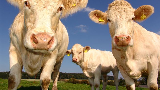  Aplicaron lentes de realidad virtual a la producción de leche y el resultado fue arrollador
 