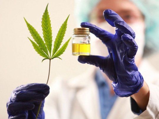  Crean plataforma digital para el desarrollo del cannabis medicinal y cáñamo Industrial
 