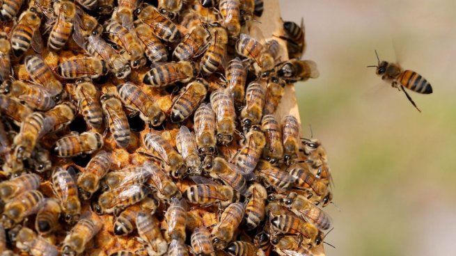  Un grupo de turistas fue atacado por abejas asesinas
 