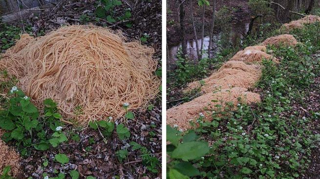  Misterio en Nueva York: apareció un montaña de fideos
 