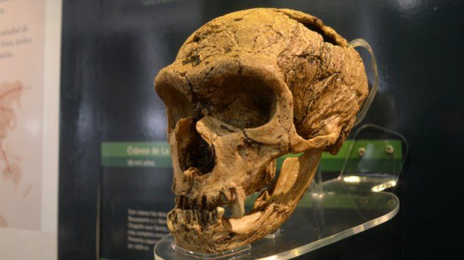  Identifican presencia de ADN neandertal en el rostro de lationamericanos 
 