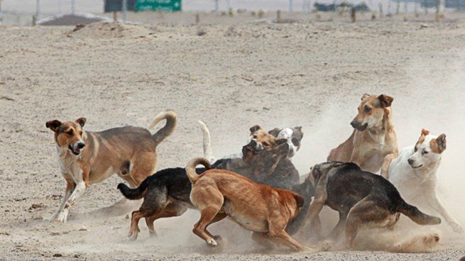  Córdoba: sacrifican a 4 perros por atacar a una nena de 9 años
 