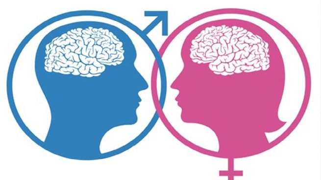  Cerebro: descubren diferente tamaño en hombres y mujeres por desigualdad de género
 