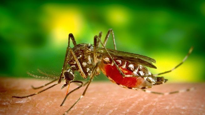  Confirman cinco casos de chikungunya en la ciudad de Santa Fe
 