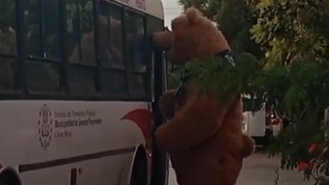  Mar del Plata: un oso intentó subirse al colectivo y su reacción fue viral
 