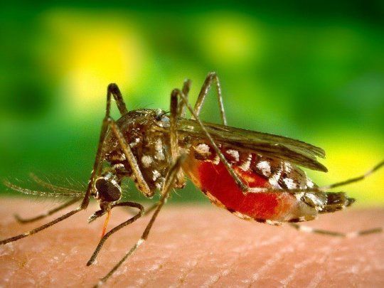  Dengue en CABA: ¿Cuáles son los barrios más afectados por el virus?
 