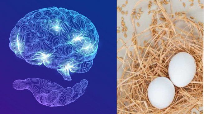  El cerebro y los testículos comparten cosas en común: ¿de qué se trata este nuevo descubrimiento?
 