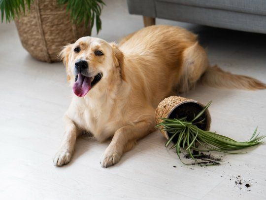  Mascotas: 8 plantas tóxicas que pueden afectar la salud de perros y gatos
 