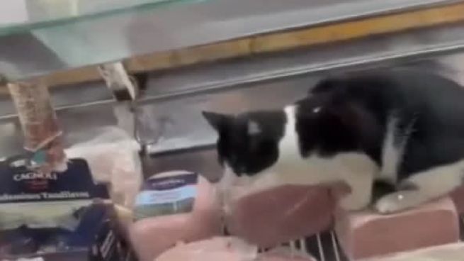  Filman a un gato comiendo jamón dentro de una fiambrería: clausuran el local 
 