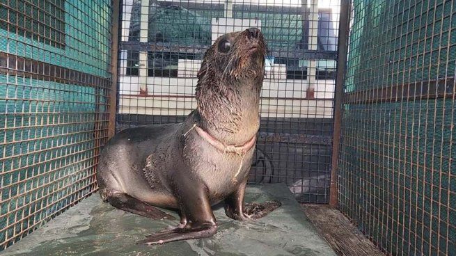  Rescatan un lobo marino en Aguas Verdes que estaba herido
 