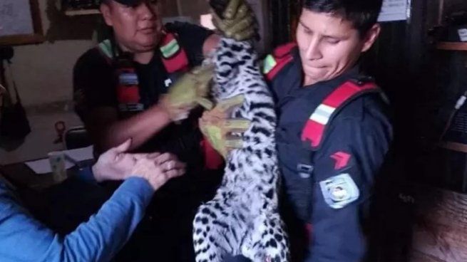  Jujuy: turistas rescataron a un gato onza atropellado en la ruta nacional 34
 