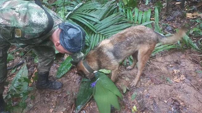  Milagro en Colombia: hallan al bebé y los niños perdidos en la selva durante 17 días 
 