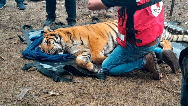  Rescataron a dos tigres de bengala y más de 100 animales que vivían en cautiverio
 