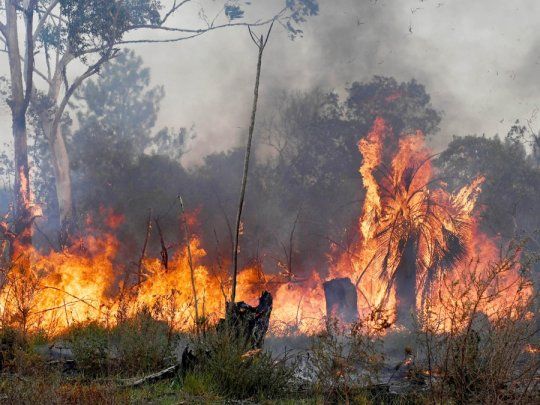  Buenos Aires, Corrientes y Neuquén registran focos activos de incendios forestales
 