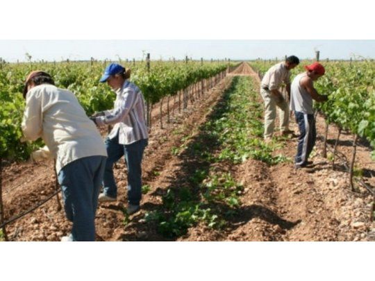  Declaran emergencia agropecuaria en varios distritos de Mendoza
 