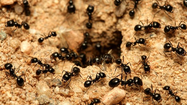  Estudios advierten que la cantidad de insectos esta disminuyendo
 