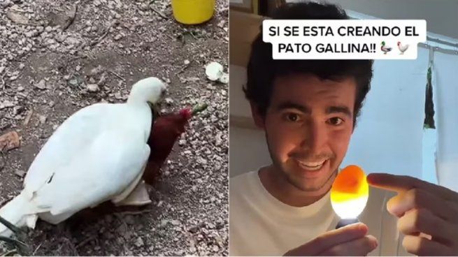  TikTok: cruzó a un pato con una gallina y el resultado fue sorprendente
 