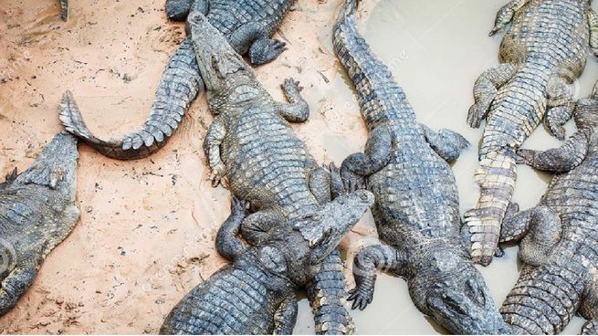  Un hombre fue arrastrado y murió despedazado por 40 cocodrilos 
 