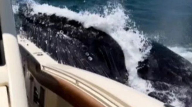  Tremendo: una ballena se tragó un yate y causó terror
 