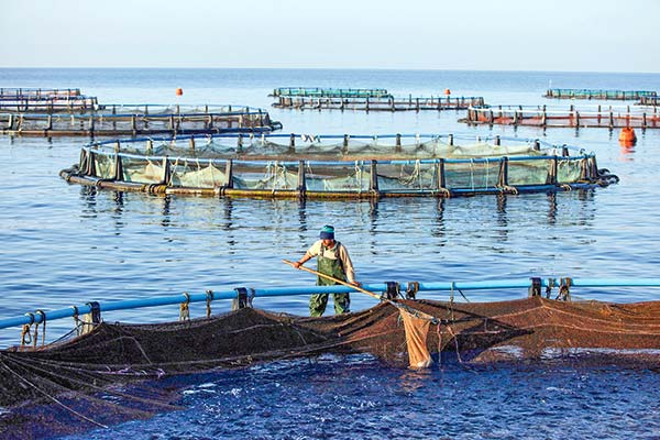 129 gremios empresariales apoyan a industria salmonera y firman carta contra proyecto de áreas protegidas