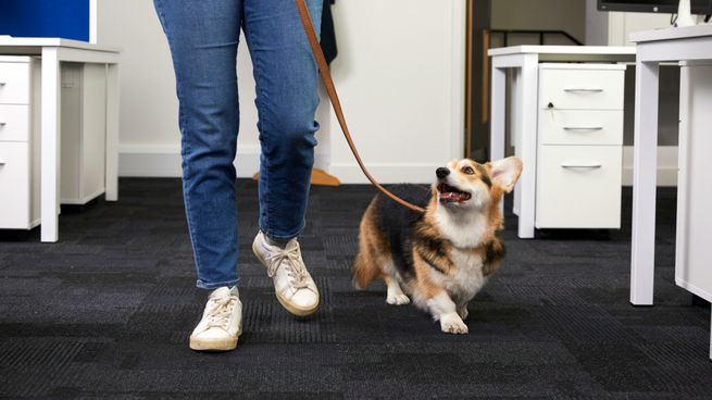  Tendencia: ganan terreno las oficinas Pet Friendly
 