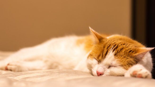 Mascotas: ¿cómo hacer para que mi gato duerma por la noche?
 