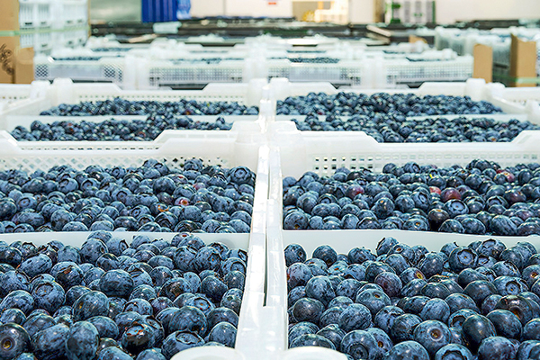 Hortifrut entra en una nueva era: fondo de pensiones canadiense logra subir a más del 49% de la propiedad tras OPA