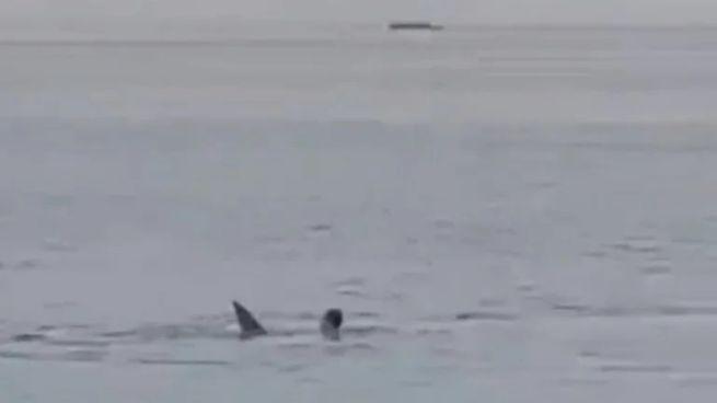  Tragedia en Egipto: un tiburón atacó y mató a un joven ruso
 