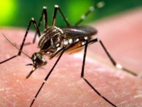  Dengue: conformarán brigadas territoriales de proximidad para prevenir aumento de casos
 