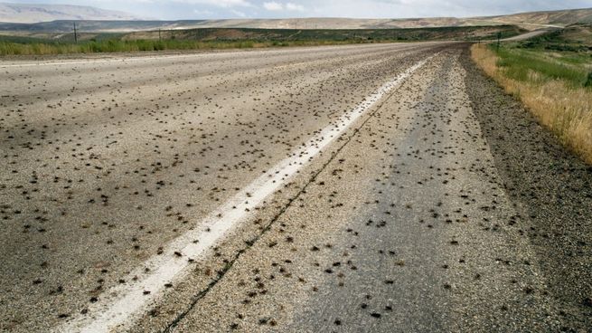  EEUU: una invasión de grillos tiene en vilo a una ciudad 
 