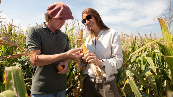  Córdoba: cada vez más productores siembra maíz Illinois
 