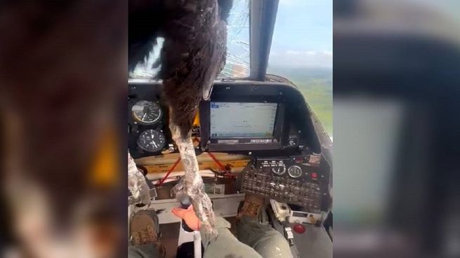  Video: un cóndor chocó contra una avioneta en vuelo y el piloto terminó bañado de sangre
 