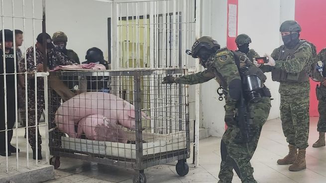  Gallos de pelea y cerdos, el insólito hallazgo en una cárcel de Ecuador
 