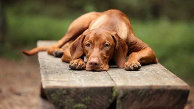  Ola polar y mascotas: ¿cómo cuidar a mi perro del frío?
 