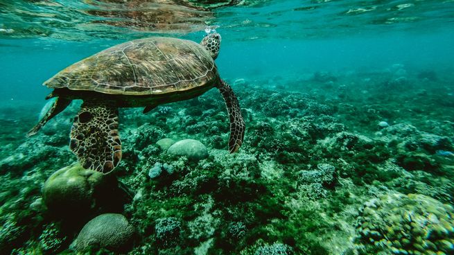  La ONU adoptó el primer tratado mundial para proteger la biodiversidad de alta mar
 