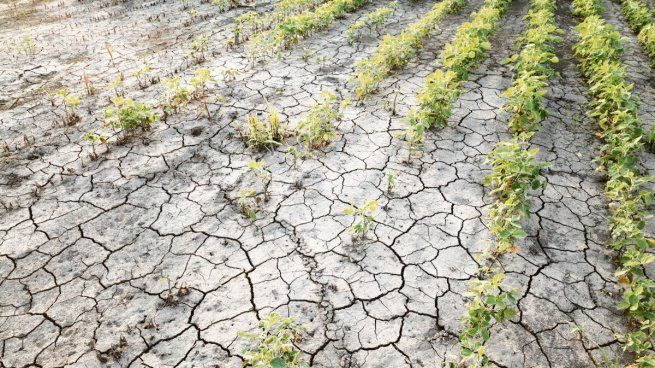  La sequía también golpeó a las legumbres: provocó caídas de hasta el 90% en las cosechas
 