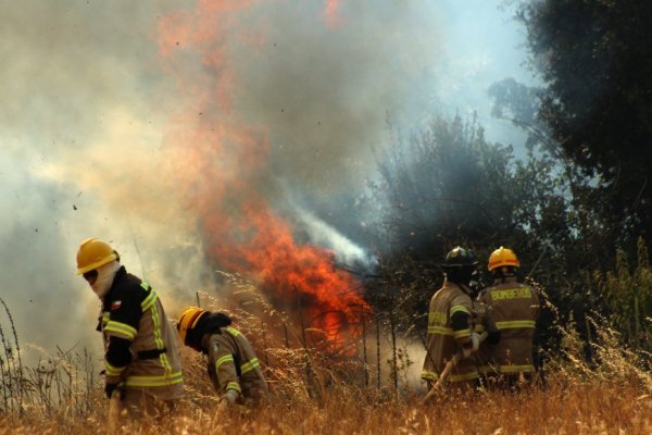 Incendios forestales: gobierno presenta un fondo para la reconstrucción con 57 proyectos disponibles para recibir donaciones