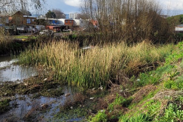 Inmobiliaria Fuentes de Aníbal Pinto busca anular protección a humedal urbano en Concepción por afectación al desarrollo de dos condominios