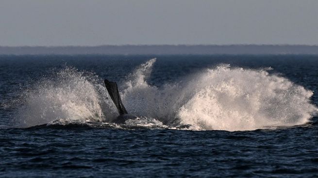  Chocaron con una ballena en el Pacífico y se hundieron: lograron sobrevivir
 