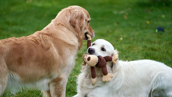  Familia busca niñera para sus perros: ofrecen u$s127.000 anuales 
 