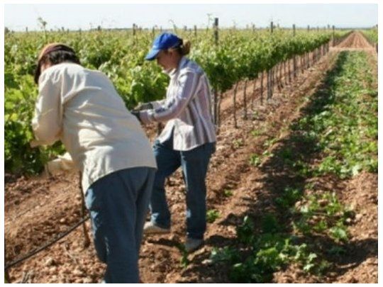  Paritaria trabajadores rurales 2023: Uatre alcanzó aumento del 104% anual
 