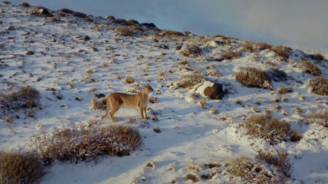  Preocupación por la presencia de un puma suelto en un área de afluencia turística
 